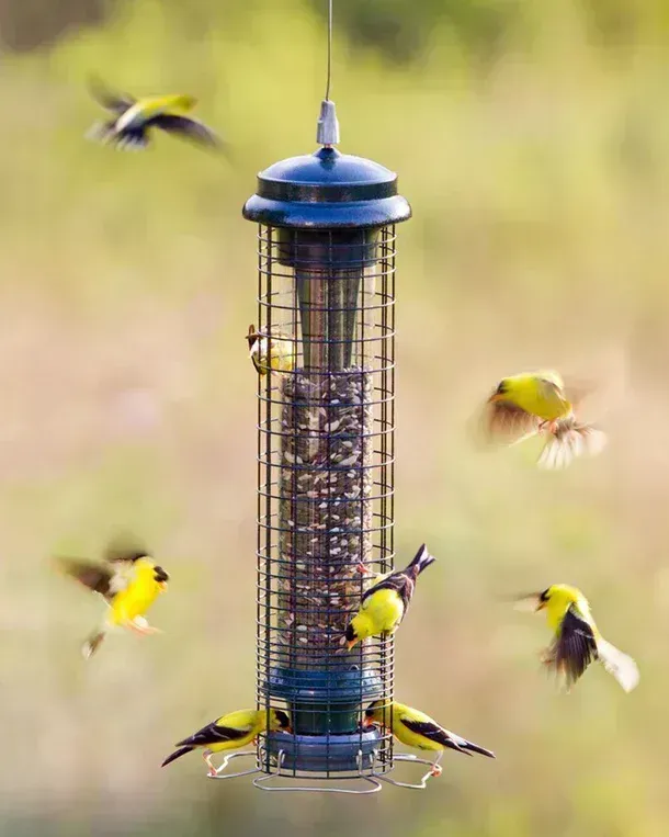 Squirrel Solution 150