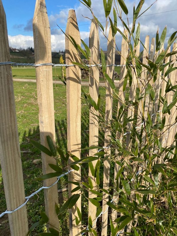 GANIVELLE PLATE CHATAIGNIER à partir de