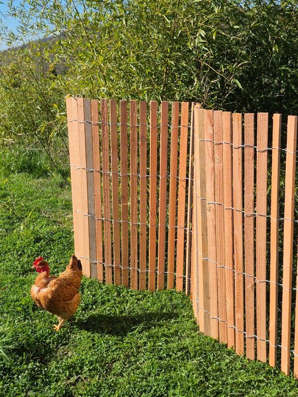 GANIVELLE PLATE DOUGLAS                                                                à partir de