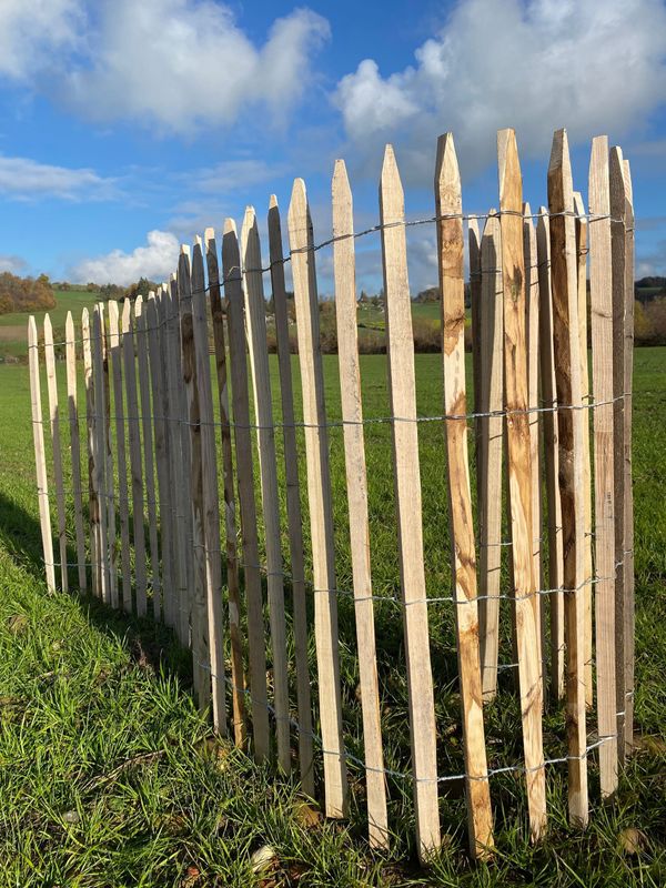 Ganivelle sciée - appointée  à partir de