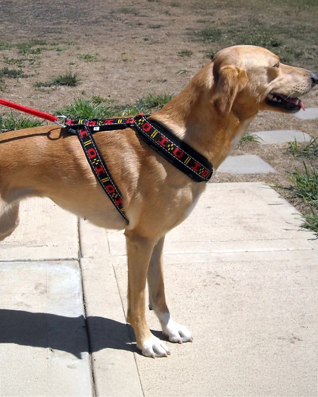 Howling Dog Distance Harness