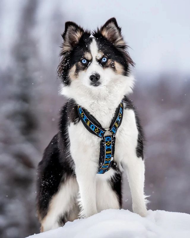 Howling Dog Distance Harness