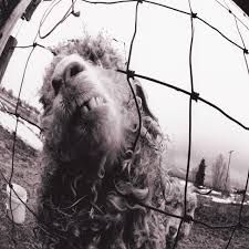 Pearl Jam - Vs.