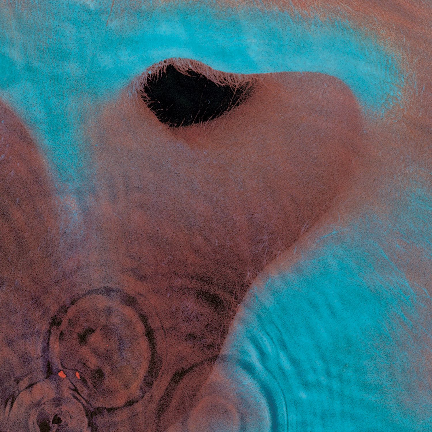 Pink Floyd - Meddle (San Tropez Orange Vinyl)