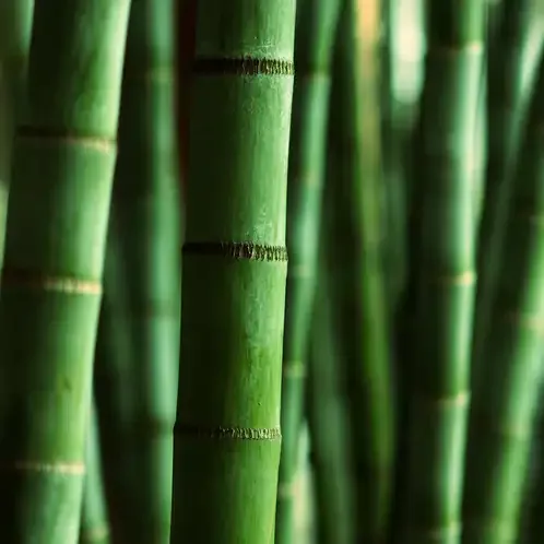 Himalayn Bamboo