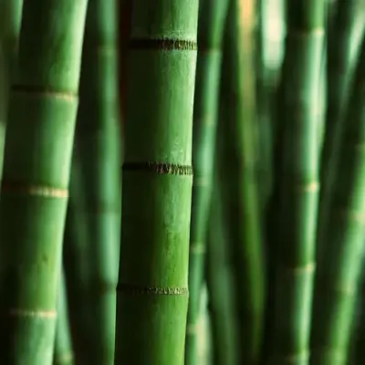 Himalayn Bamboo