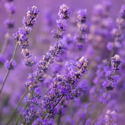 Lavender