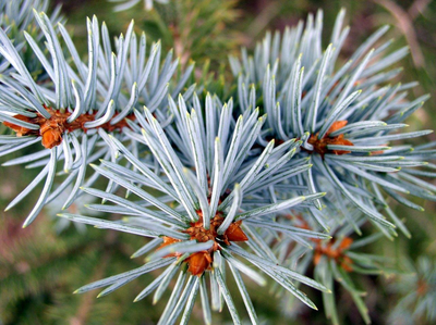 Blue Spruce