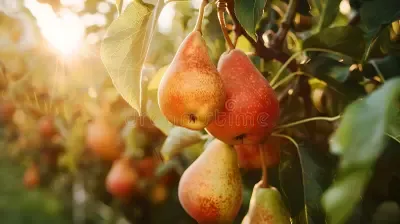 Sunkissed pear