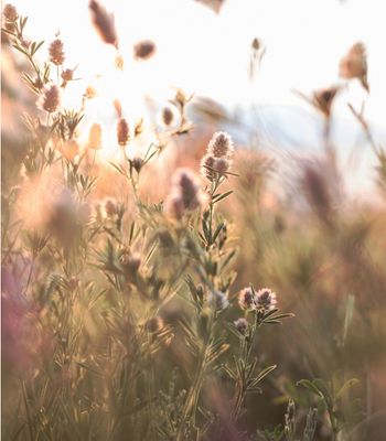Blooming Meadow