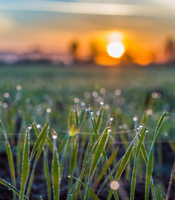 Dewy Morning