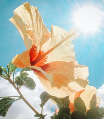 Island Hibiscus