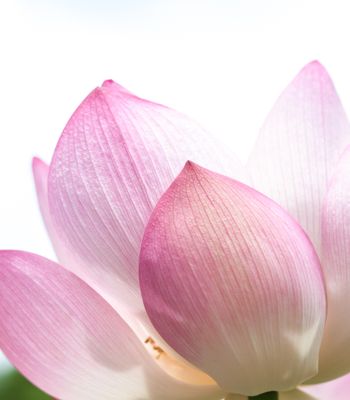 Lychee Lotus