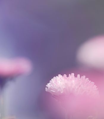 Tranquil Air