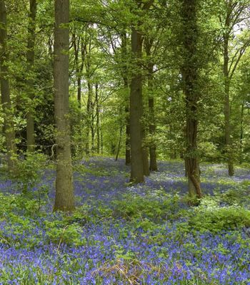 Whispering Woods