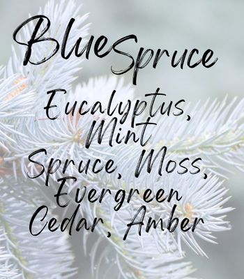 Blue Spruce