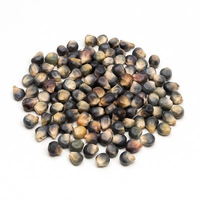 Blue Corn