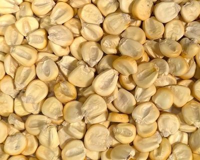Peruvian Extra Corn