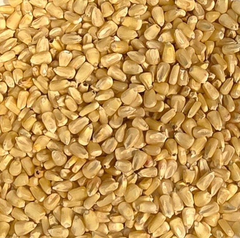 White Corn for Grinding
