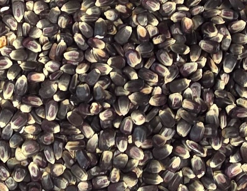 Blue Corn for Grinding