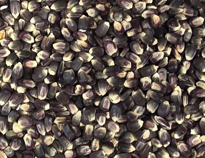 Blue Corn for Grinding