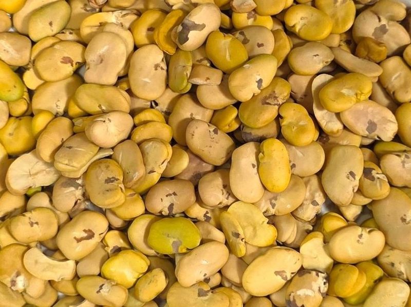 Raw Peeled Fava Beans