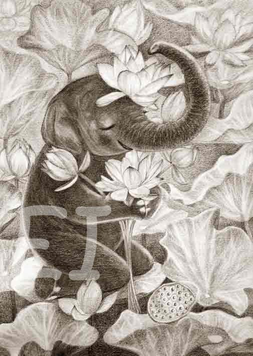 Lotus Elephant