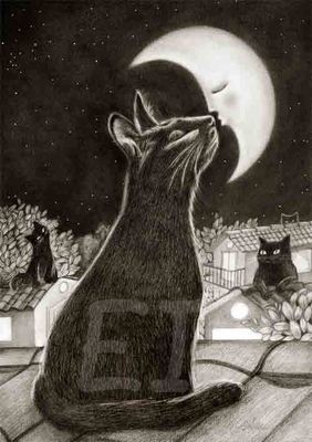 cat moon
