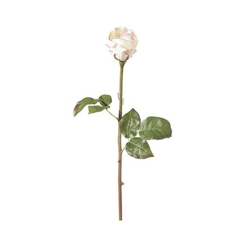 Pink Rose