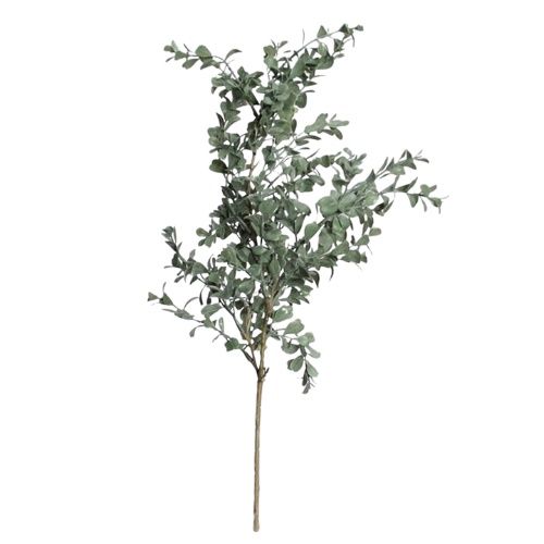 Lonicera Bush Grande Grey