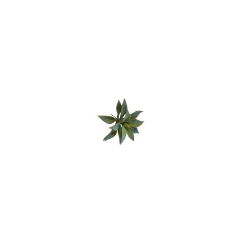 Succulent Pick Dracaena