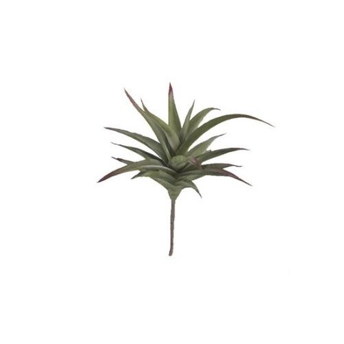 Star Succulent Green