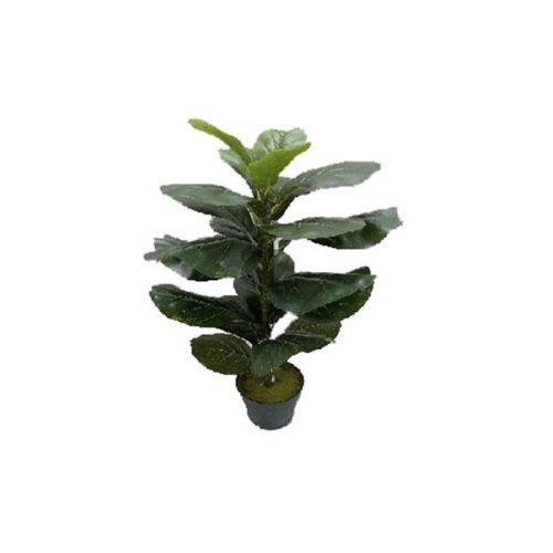 30" Fiddle Fig