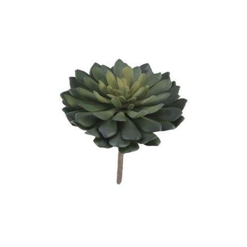 Aeonium Succulent Assorted