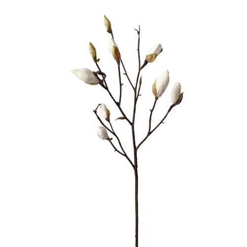 Magnolia Stem