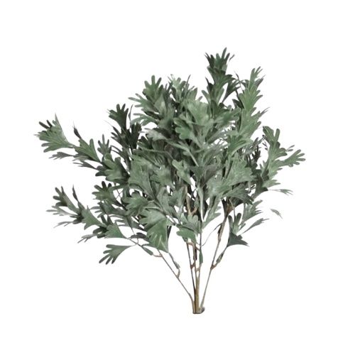 Senecio Bush Grey
