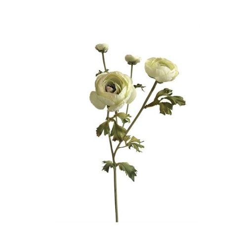 Ranunculus Light Green