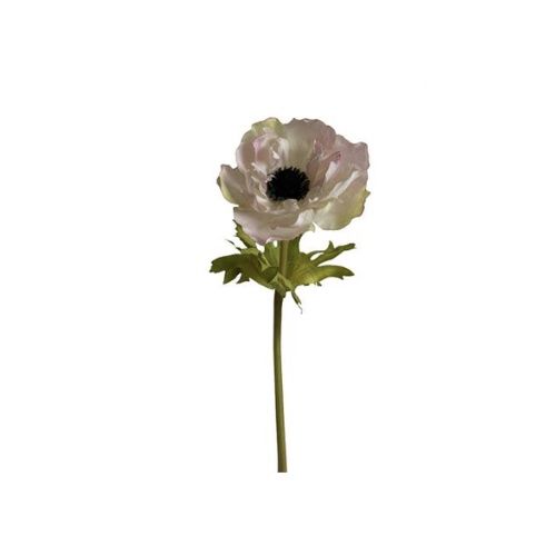 Anemone Pink
