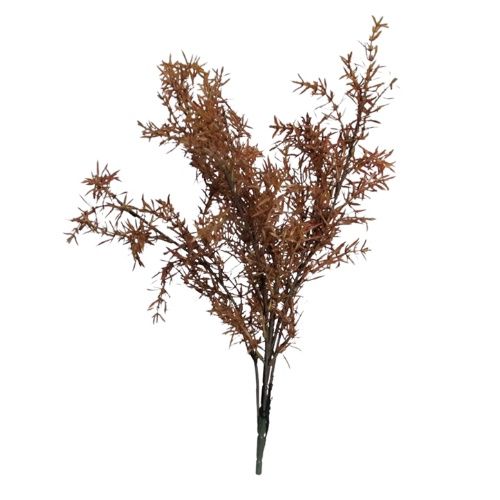 Juniperus Brown