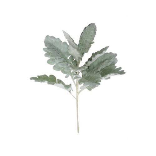 Dusty Miller Spray Green