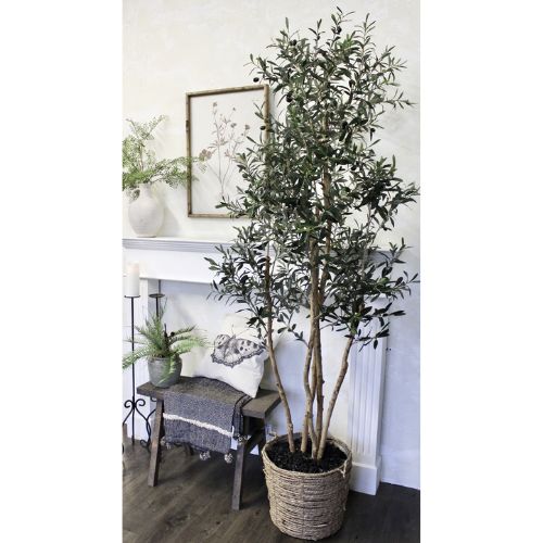 Natural Trunk Olive Tree 7.5'