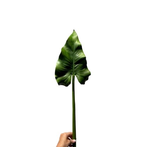 35.5" Calla Leaf