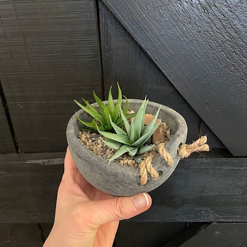 Brynxz Cup + Succulent