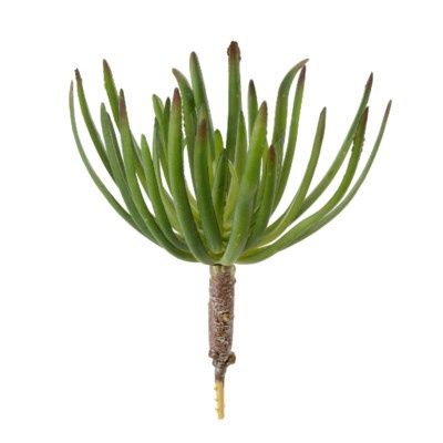 Succulent Pick M
