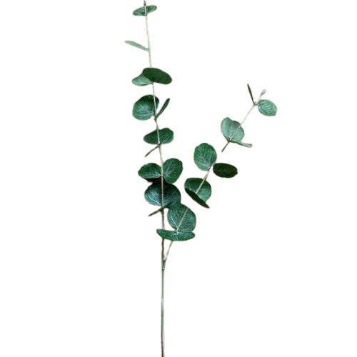 Silver Dollar Eucalyptus