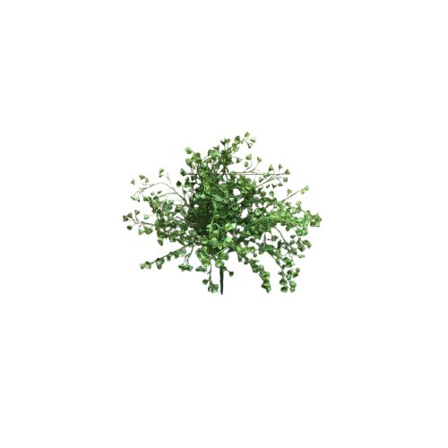 13" Baby Tears Bush