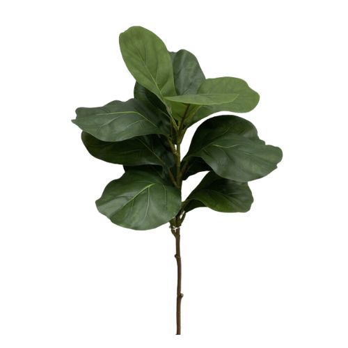 33" Fiddle Leaf Fig Stem