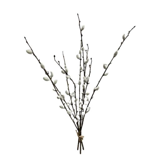 Pussy Willow Bundle 21"