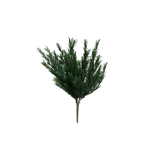 17" Rosemary Bush