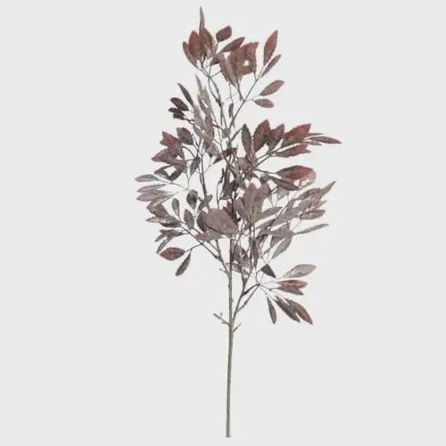 Leucothoe Stem Bronze